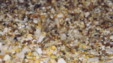 Extreme close-up of eyes and antennae of burrowed Small hermit crab or South-claw hermit crab (Diogenes pugilator) Underwater shot. Mediterranean Sea, Europe.