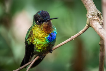 Fiery throated hummingbird, Boquete, Panama. A Small bird found in the high elevation forests of Costa Rica and Panama. 