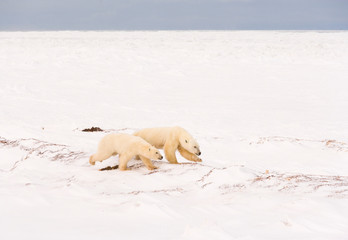 POLAR BEAR (Ursus maritimus), Churchill, Hudson Bay, Manitoba, Canada, America