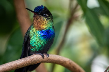 Fiery throated hummingbird, Boquete, Panama. A Small bird found in the high elevation forests of...