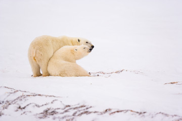 Plakat POLAR BEAR (Ursus maritimus), Churchill, Hudson Bay, Manitoba, Canada, America