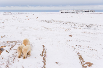 POLAR BEAR (Ursus maritimus), Churchill, Hudson Bay, Manitoba, Canada, America