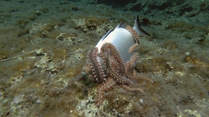 Group of fireworms eat dead fish. Bearded Fireworm (Hermodice carunculata) Underwater shot. Mediterranean Sea, Europe.