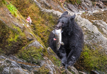 Black Bear in Alaska eating a fresh caught salmon