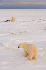 POLAR BEAR (Ursus maritimus), Churchill, Hudson Bay, Manitoba, Canada, America