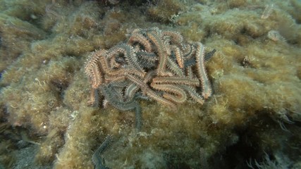 Time-lapse, A lot of fireworms in mating season. Bearded Fireworm (Hermodice carunculata) Underwater shot. Mediterranean Sea, Europe.