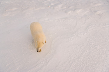 POLAR BEAR (Ursus maritimus), Churchill, Hudson Bay, Manitoba, Canada, America