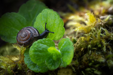 Snail on a leaf
