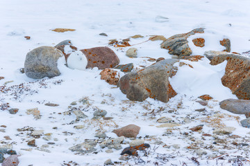 ARCTIC HARE  (Lepus arcticus), or polar rabbit