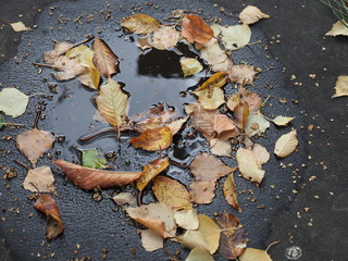 Fall leaf on the ground after the rain