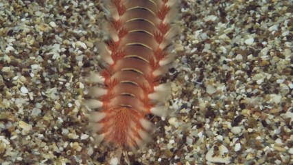 Slow motion, Close-up of fireworm is crawling on the sand. Movement from top to bottom. Bearded Fireworm (Hermodice carunculata) Underwater shot. Mediterranean Sea, Europe.