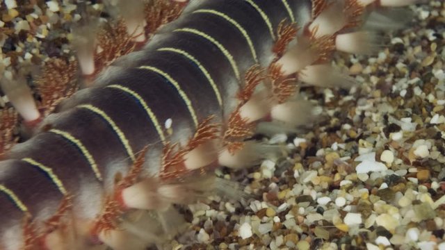 Slow motion, Extreme close up of fireworm crawls on the sand. Diagonally moving from top to bottom. Bearded Fireworm (Hermodice carunculata) Underwater shot. Mediterranean Sea, Europe.