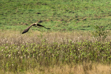 Hawk in flight.