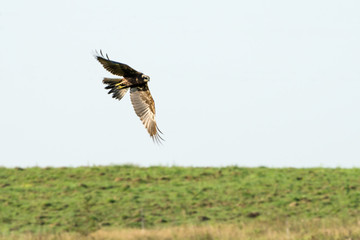 Hawk in flight