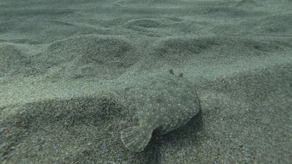 Flounder is hunting on the sandy bottom. Wide-eyed Flounder (Bothus podas) Underwater shot. Mediterranean Sea, Europe.