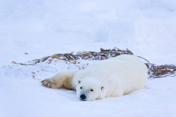 POLAR BEAR (Ursus maritimus), Churchill, Hudson Bay, Manitoba, Canada, America