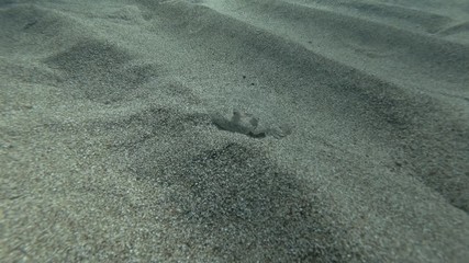 Flounder is hunting on the sandy bottom. Wide-eyed Flounder (Bothus podas) Underwater shot. Mediterranean Sea, Europe.