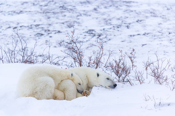 POLAR BEAR (Ursus maritimus), Churchill, Hudson Bay, Manitoba, Canada, America