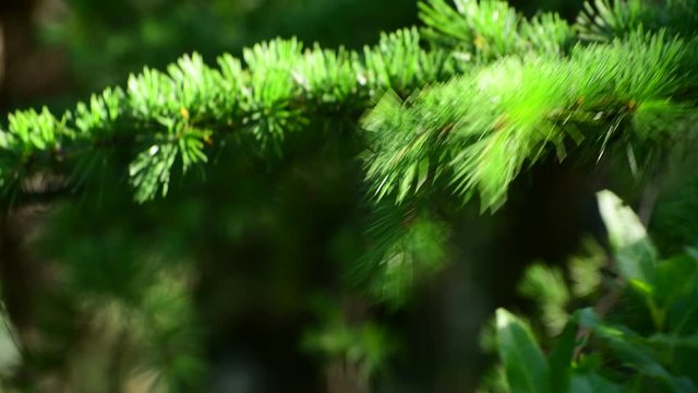 The Beautiful branches of Mediterranean pine