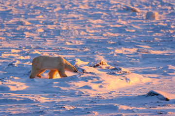Polar Bear (Ursus maritimus), Churchill, Hudson Bay, Manitoba, Canada, America