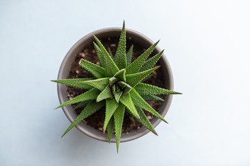 Succulent plant top view, isolated on white background. Echeveria