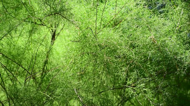The Thuja branches Western Filiformis