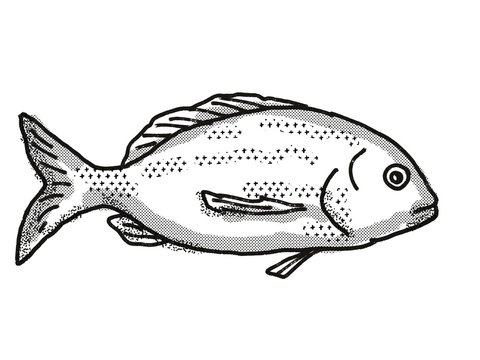 Yellowfin Bream Australian Fish Cartoon Retro Drawing
