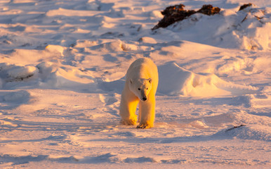 Polar Bear (Ursus maritimus), Churchill, Hudson Bay, Manitoba, Canada, America
