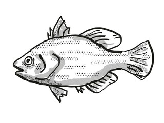 Spikey Bass Australian Fish Cartoon Retro Drawing