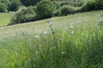 hillside field of green grass
