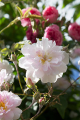pink flowers in the garden
