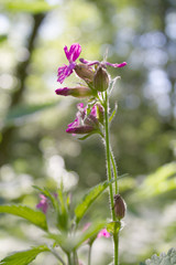pink flower on green background