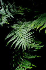 green fern on black background