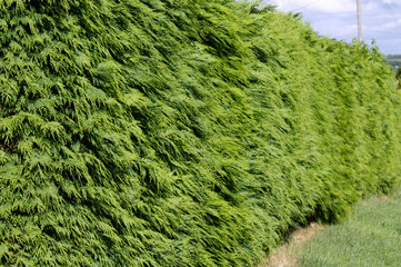 hedgerow in the countryside