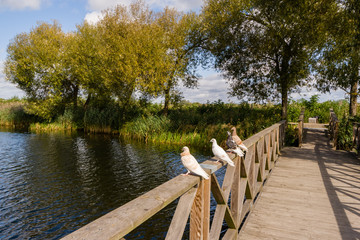 Stawy Dojlidzkie, Białystok, Podlasie, Polska © podlaski49