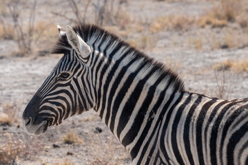 Fototapeta na wymiar Burchells Zebra Head in Etosha National Park