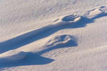 Polar Bear (Ursus maritimus), Churchill, Hudson Bay, Manitoba, Canada, America