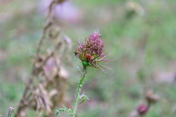 L'insetto che si nasconde nel fiore