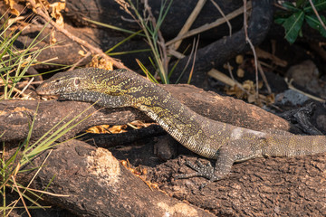 Obraz premium Nile Monitor Lizard Sunbathing, Chobe National Park, Botswana