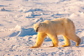 Polar Bear (Ursus maritimus), Churchill, Hudson Bay, Manitoba, Canada, America