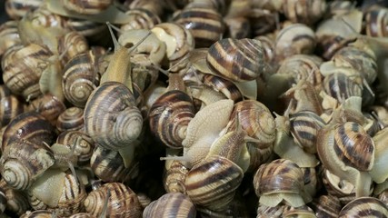 Closeup of White-lipped snail (Cepaea hortensis), Background of live snails. Top view – 4K / 60fps