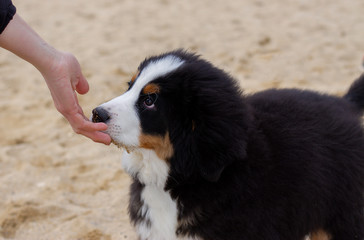 Lovely Bearnesse Bouvier bernesse mountain dog