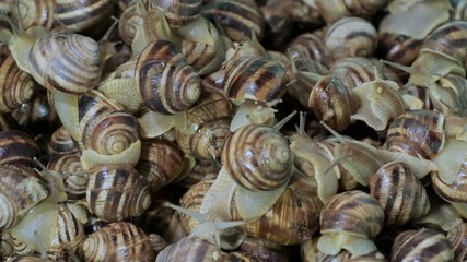 Active small snails on the farm during feeding. Background of live snails. Top view – 4K / 60fps