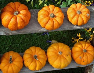 Hokkaido pumpkins on a wooden vintage cart