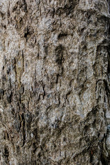 Natural engraved wing shape in bark of tree trunk