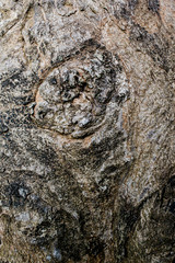Natural engraved wing shape in bark of tree trunk