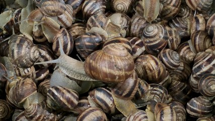 Close-up of White-lipped snail (Cepaea hortensis), Background of live snails. Top view – 4K / 60fps