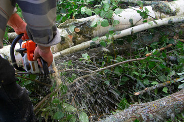 A chainsaw is sawing a birch and aspen forest.