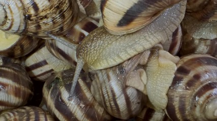 Many food snails. Background of live snails. Super macro 2:1, Top view – 4K / 60fps