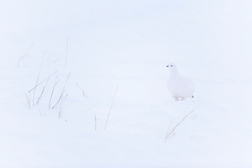 Rock ptarmigan (Lagopus muta), Churchill, Hudson Bay, Manitoba, Canada, America